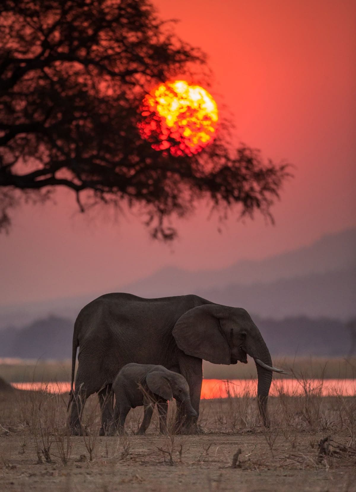 Wildlife 1