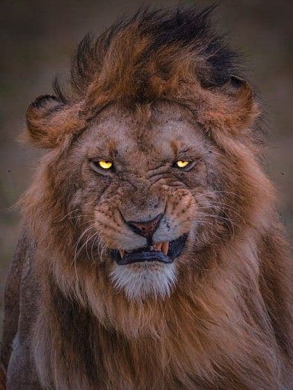 Wildlife 4